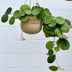 Meet your Posher, Marlene